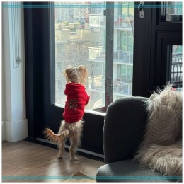We love our furry friends! a dog wearing a red sweater looking out the window